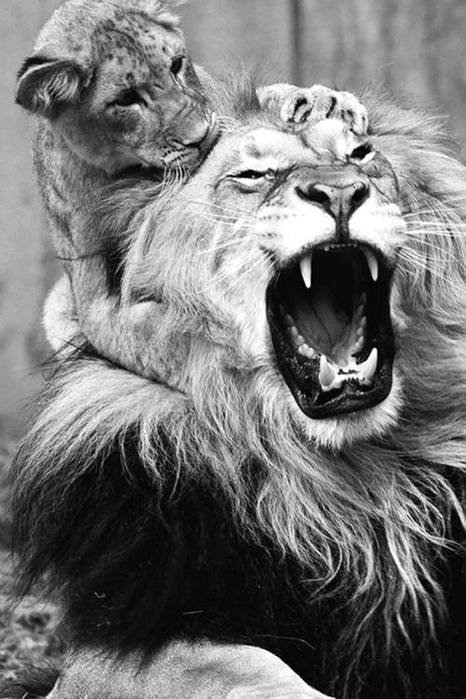 лев царь зверей