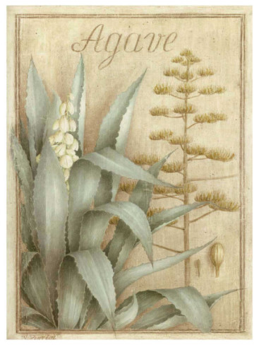 vincent-perriol-agave (367x488, 54Kb)