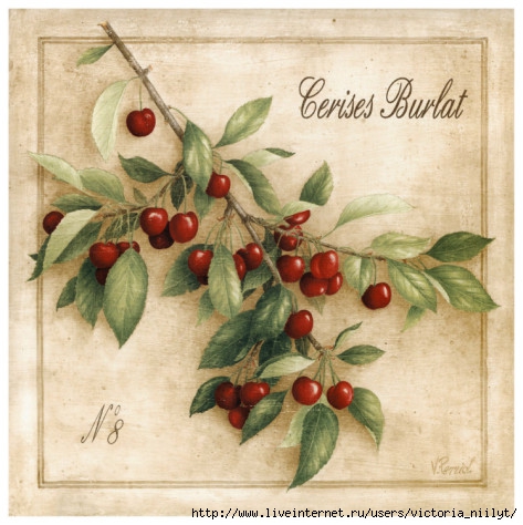 vincent-perriol-cerises-burlat (473x474, 157Kb)