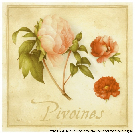 vincent-perriol-pivoines (473x469, 124Kb)