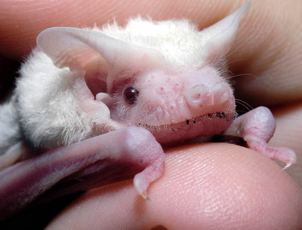 albino_bat (620x473, 48Kb)