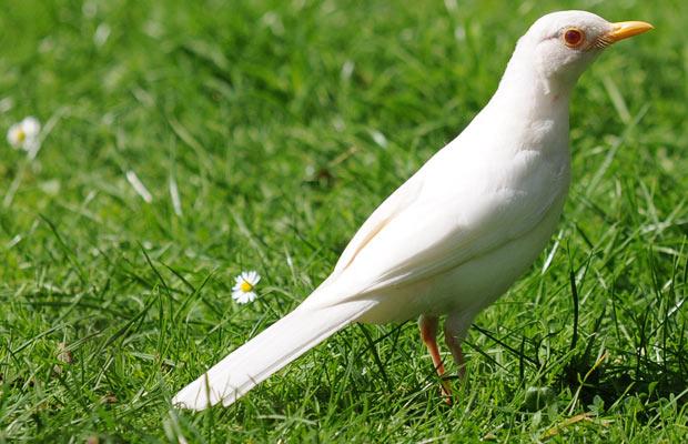 albino_blackbird (620x400, 56Kb)