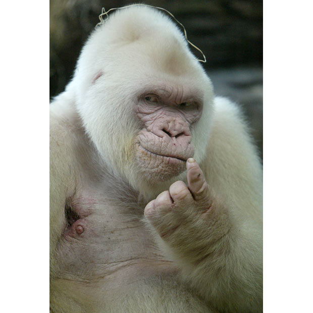 albino_gorilla (620x620, 49Kb)