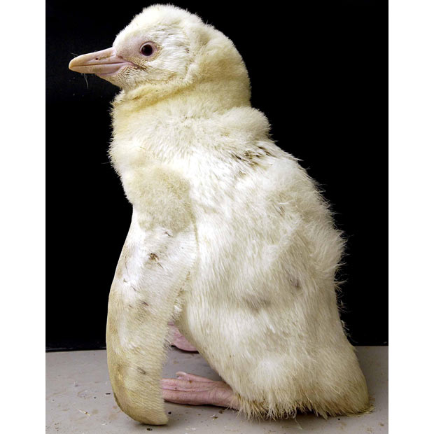 albino_penguin (620x620, 52Kb)