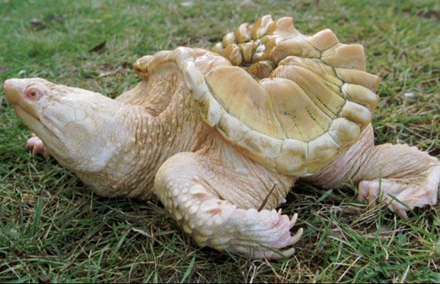 albino_snapping_turtle (620x400, 54Kb)