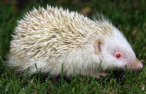 albino_hedgehog (620x400, 60Kb)