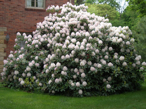 rhododendron_white_lrg (500x375, 91Kb)