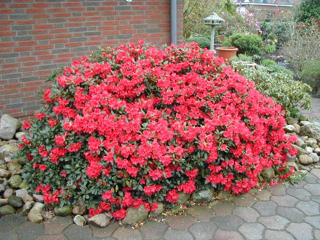 989_0_Rhododendron-repens-Baden-Baden-Zwerg-Alpenrose-Baden-Baden (640x480, 97Kb)