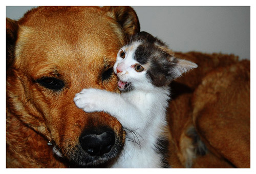 3245507_Dog_and_Cat (500x340, 57Kb)
