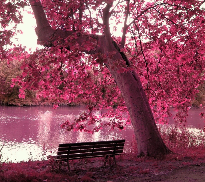 Розовый Мир Фото