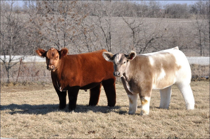 шерстяная порода коров фото (700x464, 150Kb)