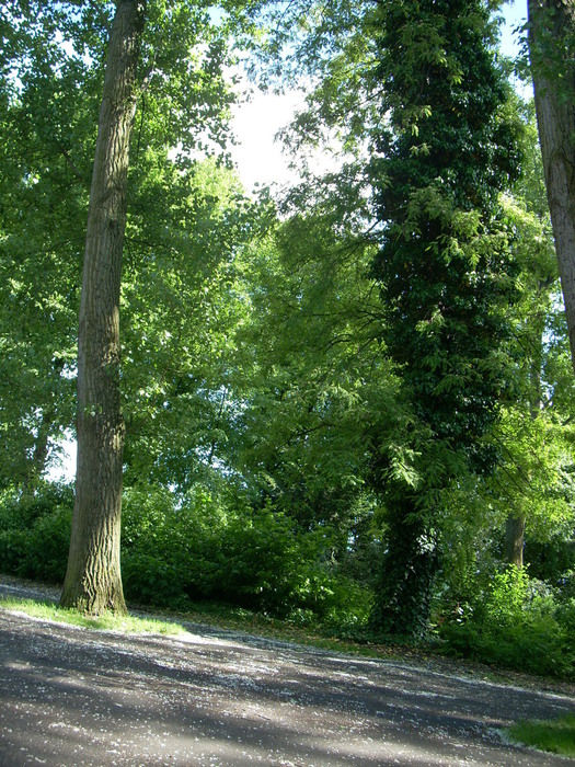 03 Juni 2013 077 (525x700, 216Kb)