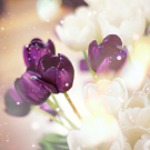 tumblr_m0hoo08qWf1qaswkvo1_500_large (135x135, 30Kb)