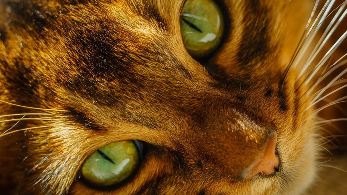 1367305868_0-13 (700x393, 107Kb)