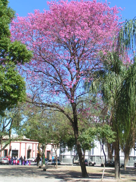lapacho1 (450x600, 112Kb)