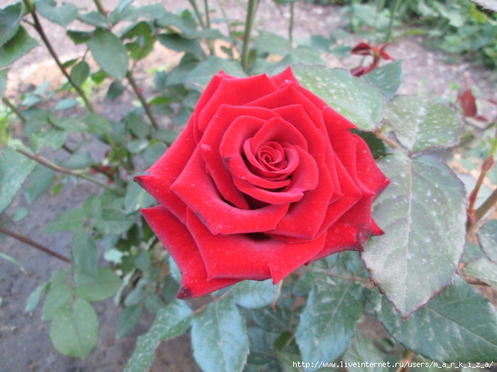 IMG_2266 (700x525, 203Kb)