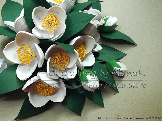 quilled-jasmine-flowers-detail (640x480, 273Kb)