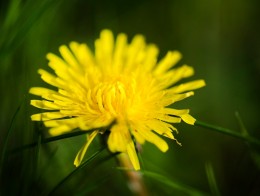 4721164_oduvanchik (260x196, 12Kb)