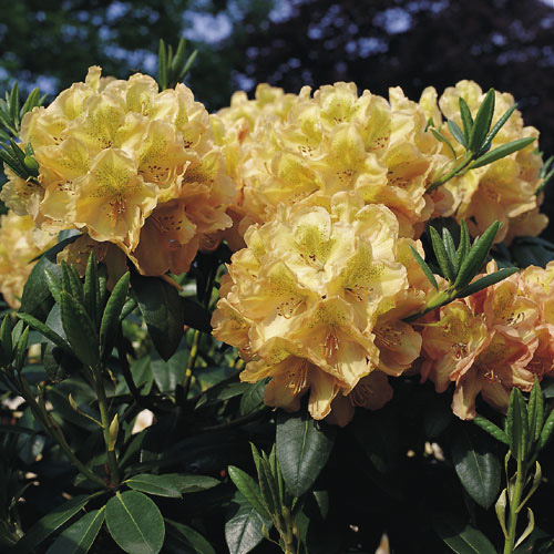 82089040_Rhododendron_Belkanto (650x650, 92Kb)