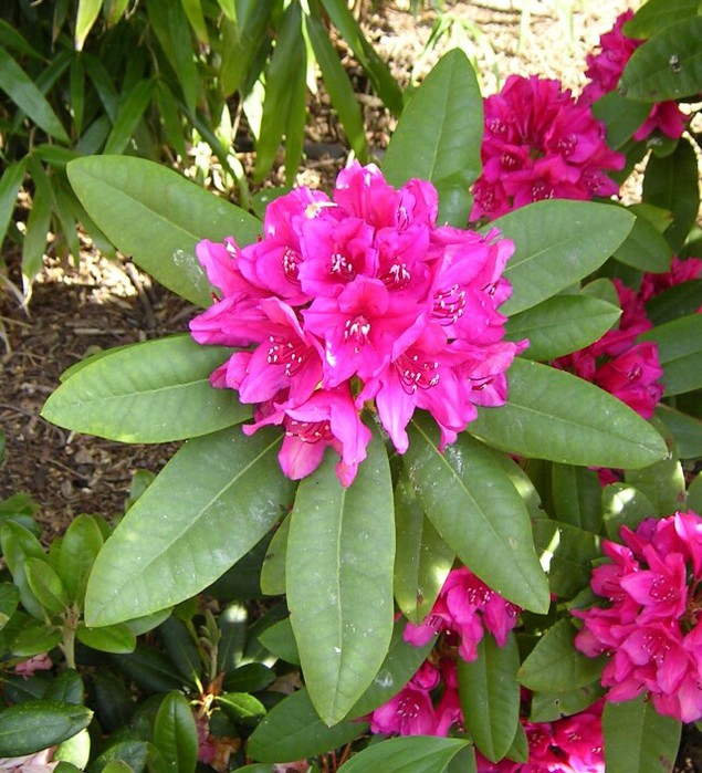 rhododendron (650x700, 135Kb)