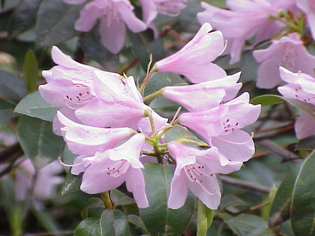 Rhododendron_aechmophyllum0 (650x480, 58Kb)