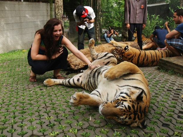 3185107_tigr_foto (625x469, 146Kb)