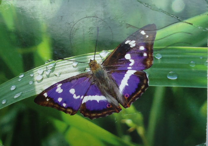 3272204_DSC03941 (700x490, 242Kb)