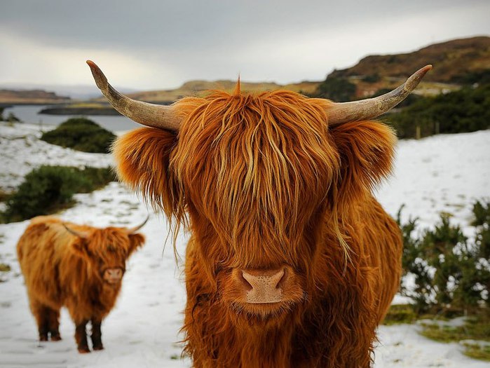шотландские высокогорные коровы/4552399_ (700x525, 86Kb)