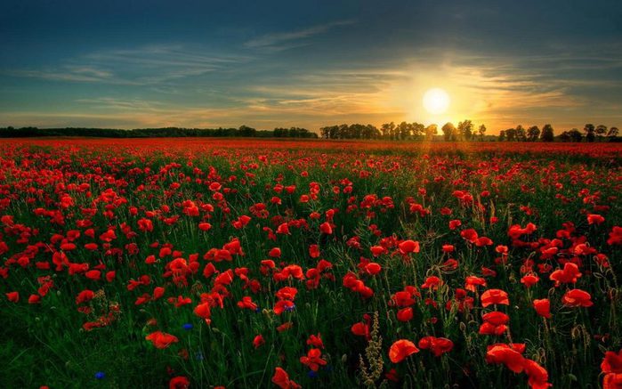 sunset_over_the_field_hd_widescreen_wallpapers_1680x1050 (700x437, 68Kb)