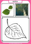 Карточки для развития ребенка деревья россии thumbnail