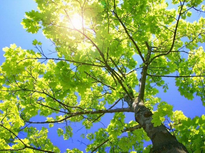 5300936_sunnytreebranches160012002781 (700x525, 397Kb)
