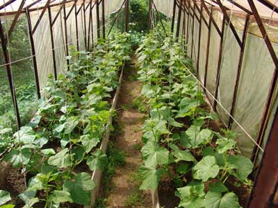 cucumber_growing(1) (400x300, 68Kb)