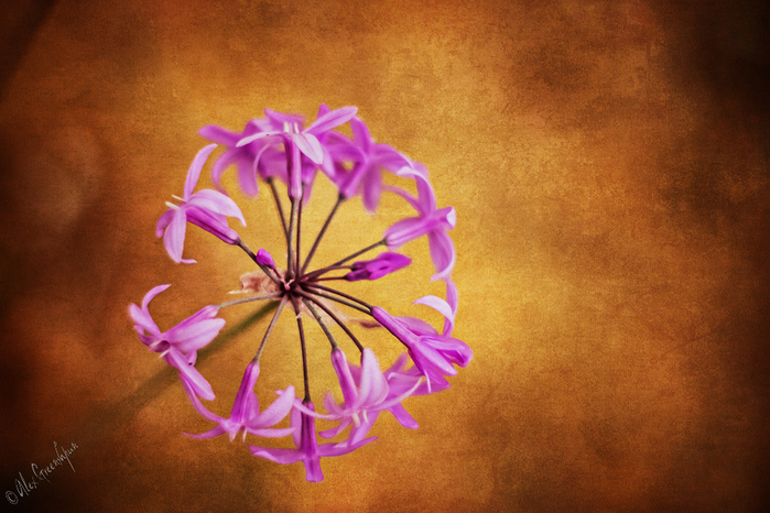 15 (700x466, 376Kb)
