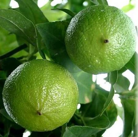 4721164_bergamot (450x449, 38Kb)