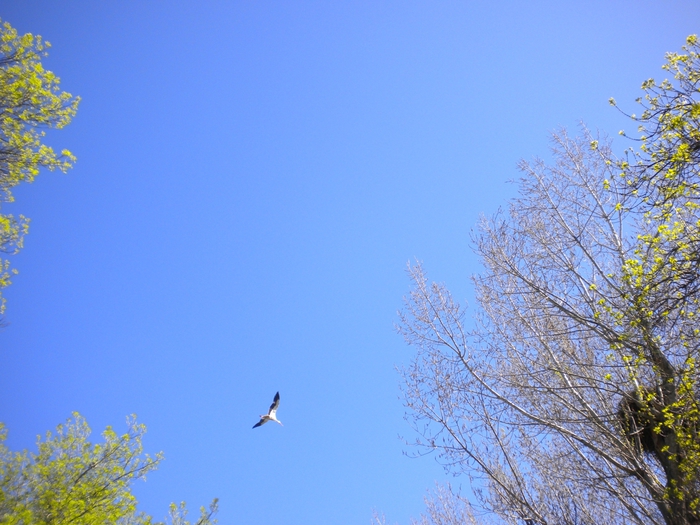 4878453_madr_1182 (700x525, 279Kb)
