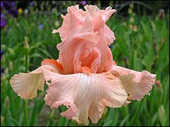 iris003 (240x180, 8Kb)