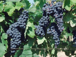 4721164_vinograd (260x196, 27Kb)