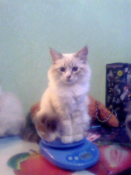 1368978960_Foto2083 (525x700, 53Kb)
