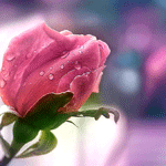 4360286_99px_ru_avatar_69227_pink_rose (150x150, 73Kb)