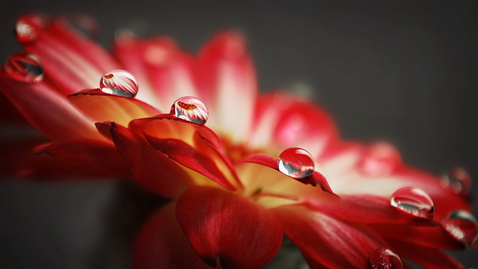 1369215312_computerdesktopwallpaperscollection644_073 (700x393, 213Kb)