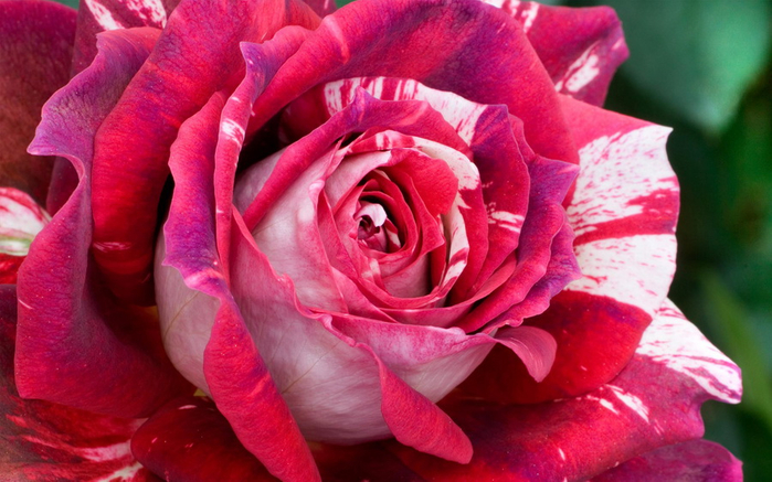 1369215343_computerdesktopwallpaperscollection645_045 (700x437, 371Kb)