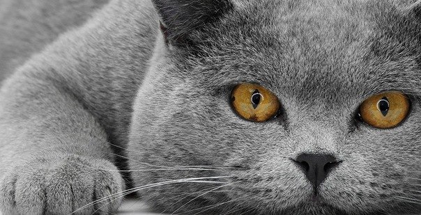 x_72e33a87 (604x309, 75Kb)