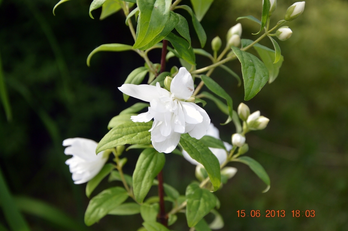 3587765_DSC_0572 (700x465, 192Kb)