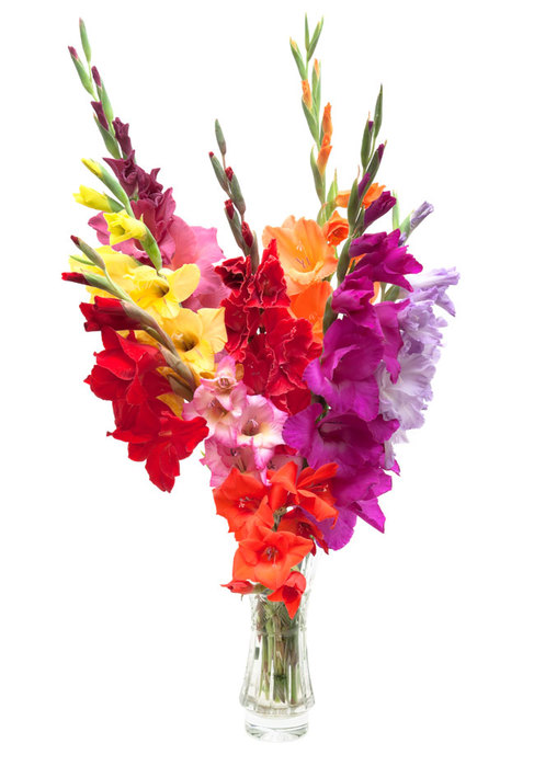 http://img0.liveinternet.ru/images/attach/c/8/102/139/102139000_gladiolus.jpg