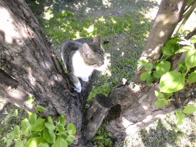 P1030649 (640x480, 252Kb)