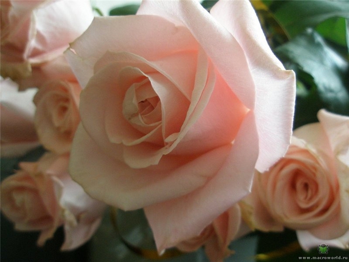 55afecf437f2 (700x525, 199Kb)
