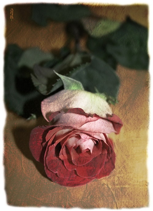 4911321_74710cc6333e (500x689, 192Kb)