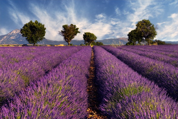 lavender-home-decorating-ideas6-2 (600x400, 129Kb)