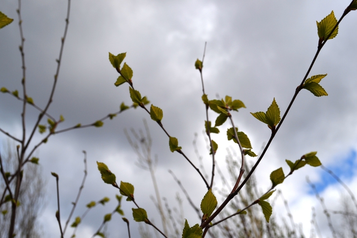 DSC_0347 (700x466, 189Kb)