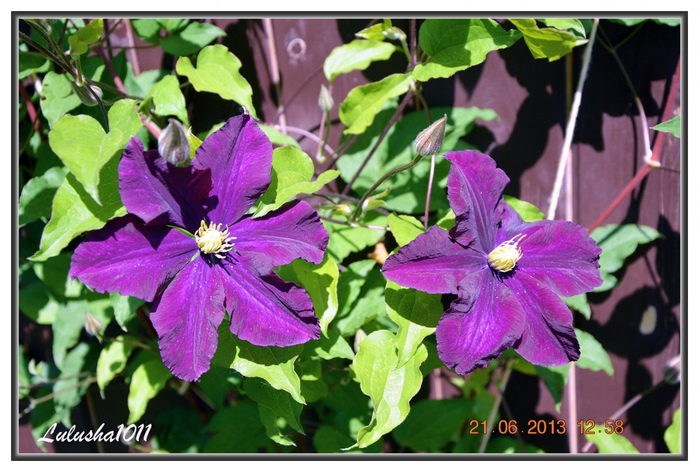 3587765_DSC_06641 (700x472, 276Kb)